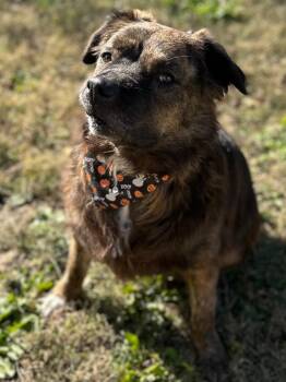 Mixed Breed Dogs Available for Adoption - Coco | PetCurious