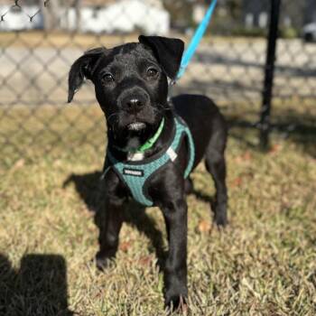 Rescue Terrier Dogs for Adoption in Columbia, South Carolina - Tobias | PetCurious