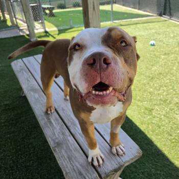 Henry -  American Staffordshire Terrier Dog Available for Adoption in Sparta, Wisconsin - Henry | PetCurious
