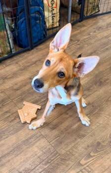Angel -  Terrier Dog for Adoption in Troy, Alabama - Angel | PetCurious