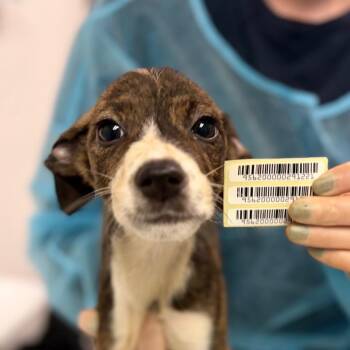 Cirrus -  Mixed Breed Dog for Adoption in Charleston, West Virginia - Cirrus | PetCurious