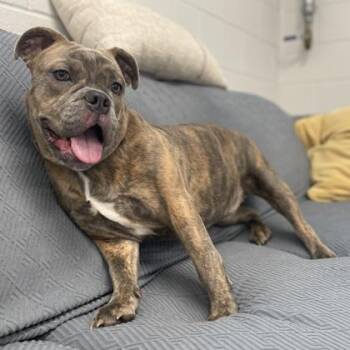 American Bulldog and Mixed Breed Dogs Available for Adoption - Hope | PetCurious