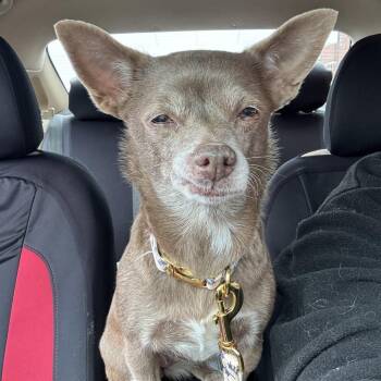Chihuahua Dogs Available for Adoption in Columbia, Missouri - Hyacinth | PetCurious