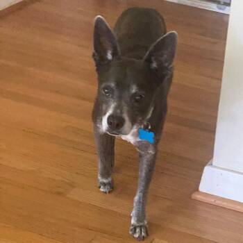 Hope -  Chihuahua and Mixed Breed Dog for Adoption in Houston, Texas - Hope | PetCurious