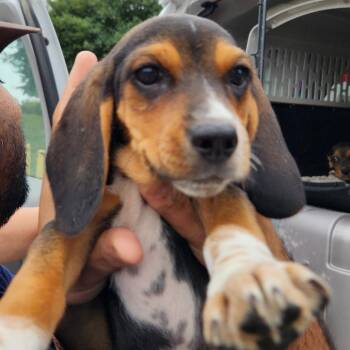 Floppy Pup: Wicker -  Beagle and Mixed Breed Dog for Adoption in Falls Church, Virginia - Floppy Pup: Wicker | PetCurious