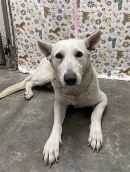 German Shepherd Dog Dogs Available for Adoption - STELLA | PetCurious