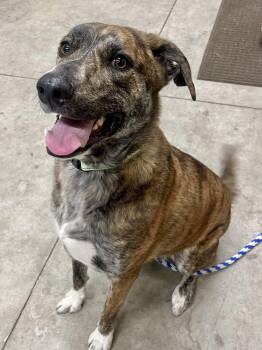 Shepherd Dogs Available for Adoption in Hackensack, Minnesota - Luka | PetCurious