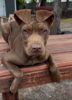 American Staffordshire Terrier Dogs Available for Adoption in Zimmerman, Minnesota - Mike | PetCurious