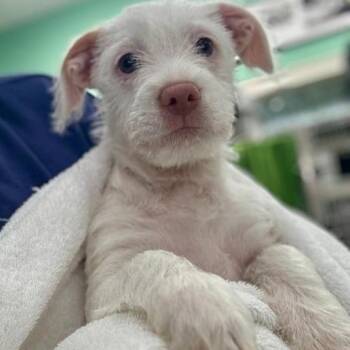 Dachshund and Mixed Breed Dogs Available for Adoption - London | PetCurious