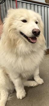 Luca -  Samoyed and Siberian Husky Dog for Adoption in San Rafael, California - Luca | PetCurious