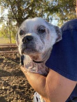 JAZMINE -  Pekingese Dog for Adoption in Fremont, California - JAZMINE | PetCurious