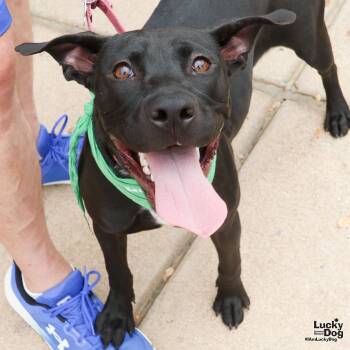 Rescue Labrador Retriever and Terrier Dogs for Adoption in Washington, District Of Columbia - Hocus | PetCurious