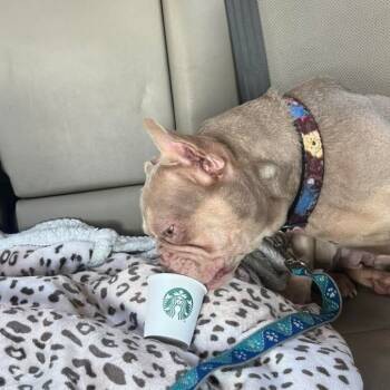 Rescue French Bulldog Dogs for Adoption in Lutz, Florida - Bella | PetCurious