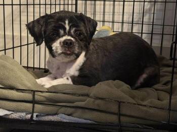 Shih Tzu Dogs Available for Adoption - Jax | PetCurious