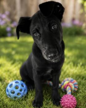 Wendy -  Black Labrador Retriever Dog for Adoption in Ephrata, Washington - Wendy | PetCurious