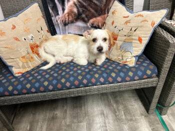 Quincy -  Petit Basset Griffon Vendeen Dog for Adoption in Ellijay, Georgia - Quincy | PetCurious