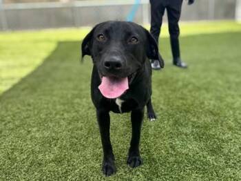 Rachel Ray -  Labrador Retriever and Mixed Breed Dog for Adoption in Largo, Florida - Rachel Ray | PetCurious