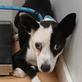 Terrier and Border Collie Dogs Available for Adoption - Jet | PetCurious