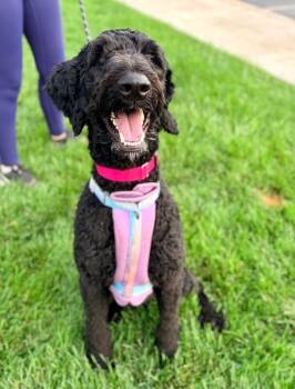Selah -  Giant Schnauzer and Poodle Dog for Adoption in Fruit Heights, Utah - Selah | PetCurious