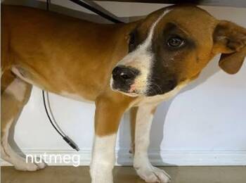 Lol-Nutmeg -  Boxer Dog for Adoption in Billings, Montana - Lol-Nutmeg | PetCurious
