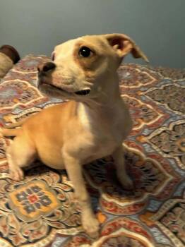 Pit Bull Terrier Dogs Available for Adoption in New York, New York - Sissy (GA) | PetCurious
