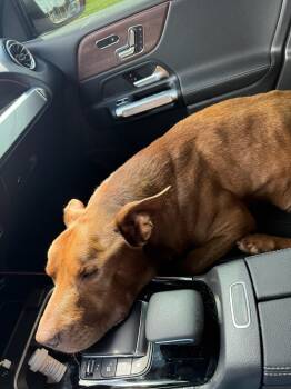 Rescue American Hairless Terrier Dogs for Adoption in Homestead, Florida - Duque | PetCurious