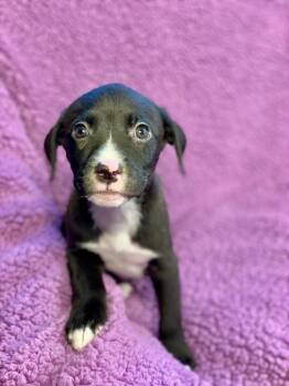 Labrador Retriever and Terrier Dogs Available for Adoption in Urbandale, Iowa - Cagney | PetCurious