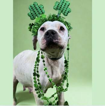 American Staffordshire Terrier Dogs Available for Adoption - Mayflower | PetCurious