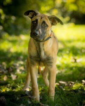 FAE (0190) -  Belgian Shepherd Malinois Dog for Adoption in Bridgeport, Connecticut - FAE (0190) | PetCurious
