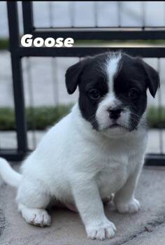 French Bulldog Dogs Available for Adoption in Orange, California - Goose | PetCurious