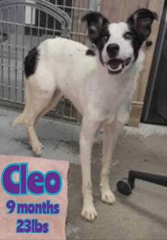 Rescue Collie and Whippet Dogs for Adoption in Holbrook, New York - CLEO | PetCurious