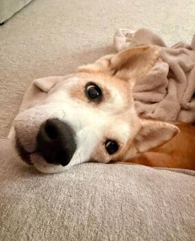 Shiba Inu Dogs Available for Adoption in Minneapolis, Minnesota - Sammy | PetCurious