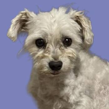 Brynn -  Maltese Dog for Adoption in Normal, Illinois - Brynn | PetCurious