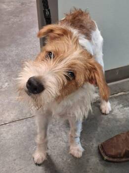 Pluto -  Wirehaired Terrier Dog for Adoption in Southington, Connecticut - Pluto | PetCurious