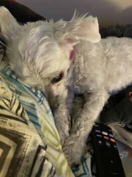 Pebbles -  Maltese Dog for Adoption - Pebbles | PetCurious