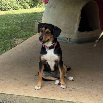 Brittany -  American Foxhound and Beagle Dog for Adoption - Brittany | PetCurious