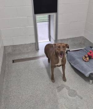 Doberman Pinscher and Pit Bull Terrier Dogs Available for Adoption in Loveland, Colorado - LILLY | PetCurious