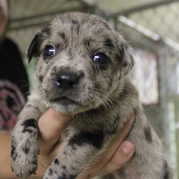 Robyn -  Mixed Breed Dog for Adoption in Valley, Alabama - Robyn | PetCurious