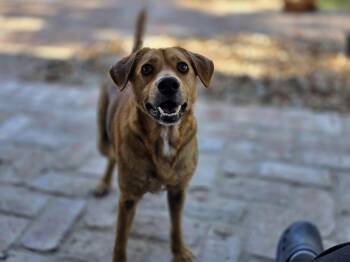 Rescue Labrador Retriever Dogs for Adoption in Houston, Texas - Nita | PetCurious