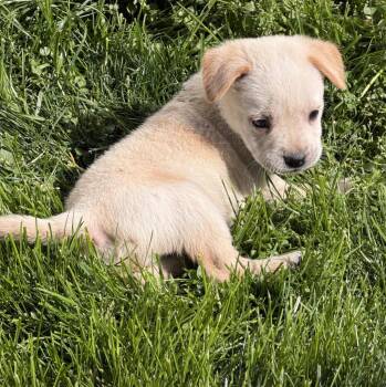Beagle Dogs Available for Adoption in Longview, Texas - Dolly | PetCurious