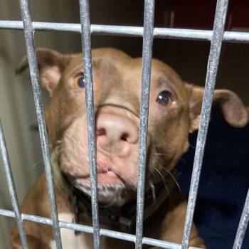 Mixed Breed Dogs Available for Adoption in Philadelphia, Pennsylvania - Allegra | PetCurious