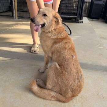 Nala Rae 22848 -  Labrador Retriever and Husky Dog for Adoption in Cumming, Georgia - Nala Rae 22848 | PetCurious