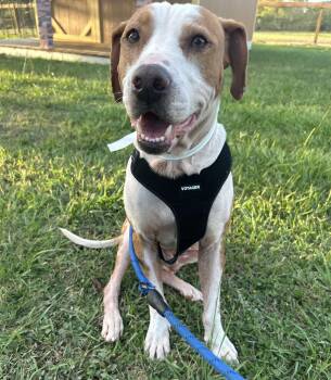 Rescue Plott Hound Dogs for Adoption in Houston, Texas - Scooby | PetCurious