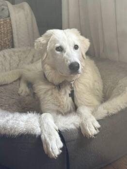 Lulu -  Great Pyrenees Dog for Adoption in Pittsburgh, Pennsylvania - Lulu | PetCurious