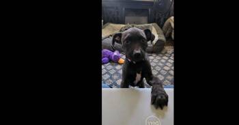 Labrador Retriever and Pit Bull Terrier Dogs Available for Adoption in Lafayette, Colorado - Valentino | PetCurious