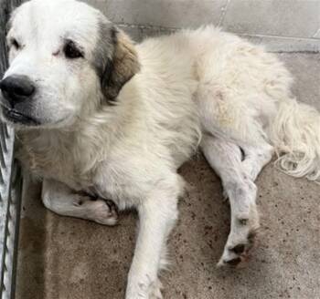 Great Pyrenees Dogs Available for Adoption in San Bernardino, California - OLAF | PetCurious