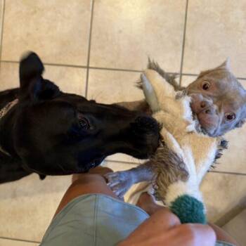 Brie -  French Bulldog Dog for Adoption in Glendale, Arizona - Brie | PetCurious