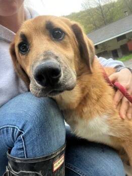 Great Pyrenees and Shepherd Dogs Available for Adoption in Bedford Hills, New York - Koby | PetCurious