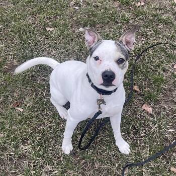 Terrier Dogs Available for Adoption in Albany, New York - Kai | PetCurious