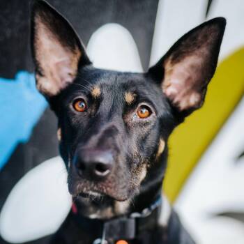 Rescue German Shepherd Dog and American Staffordshire Terrier Dogs for Adoption in Houston, Texas - Coda | PetCurious